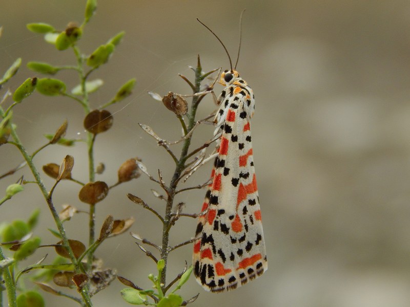 Utetheisa pulchella